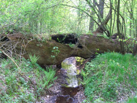 Im Naturschutzgebiet