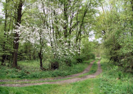 Obstbaum in Wendisch Musta