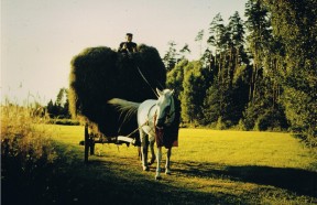 Willy Laube auf Heuwagen